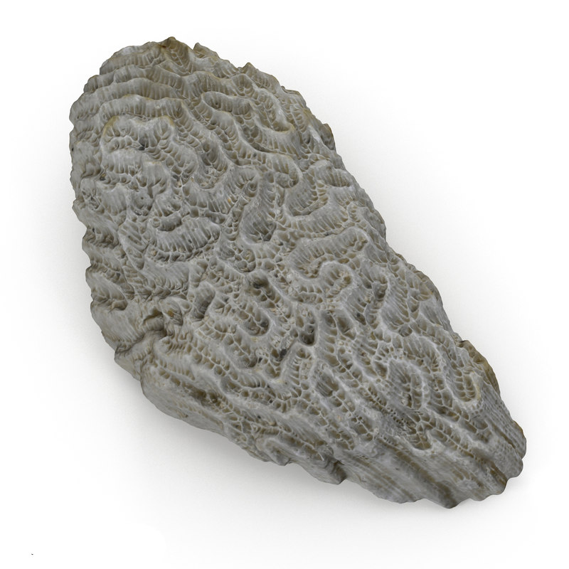 3d model of brain coral skeleton