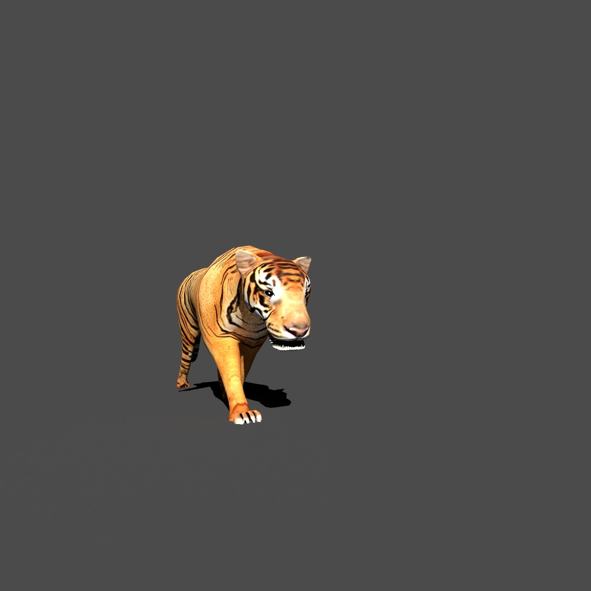 blender tiger