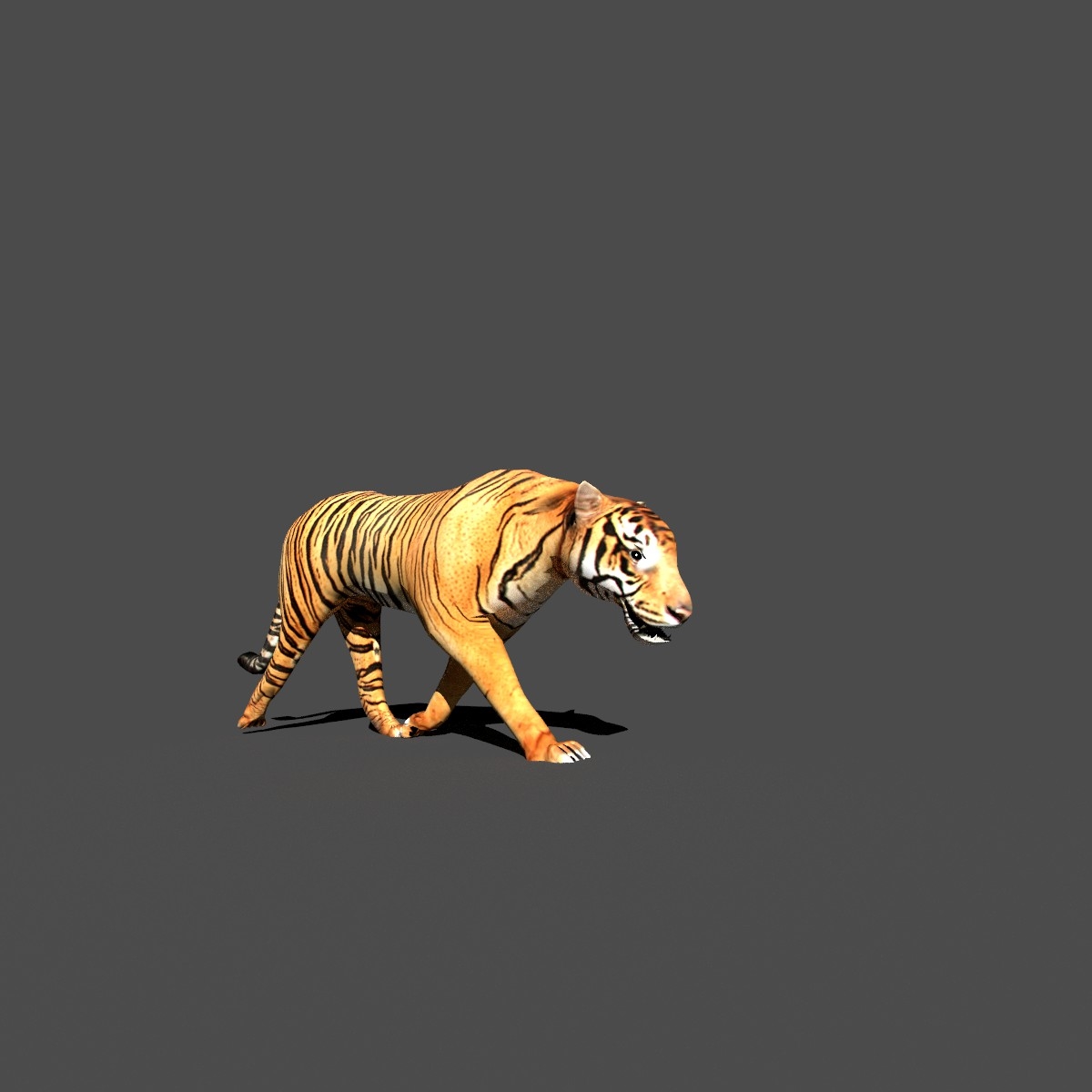 blender tiger