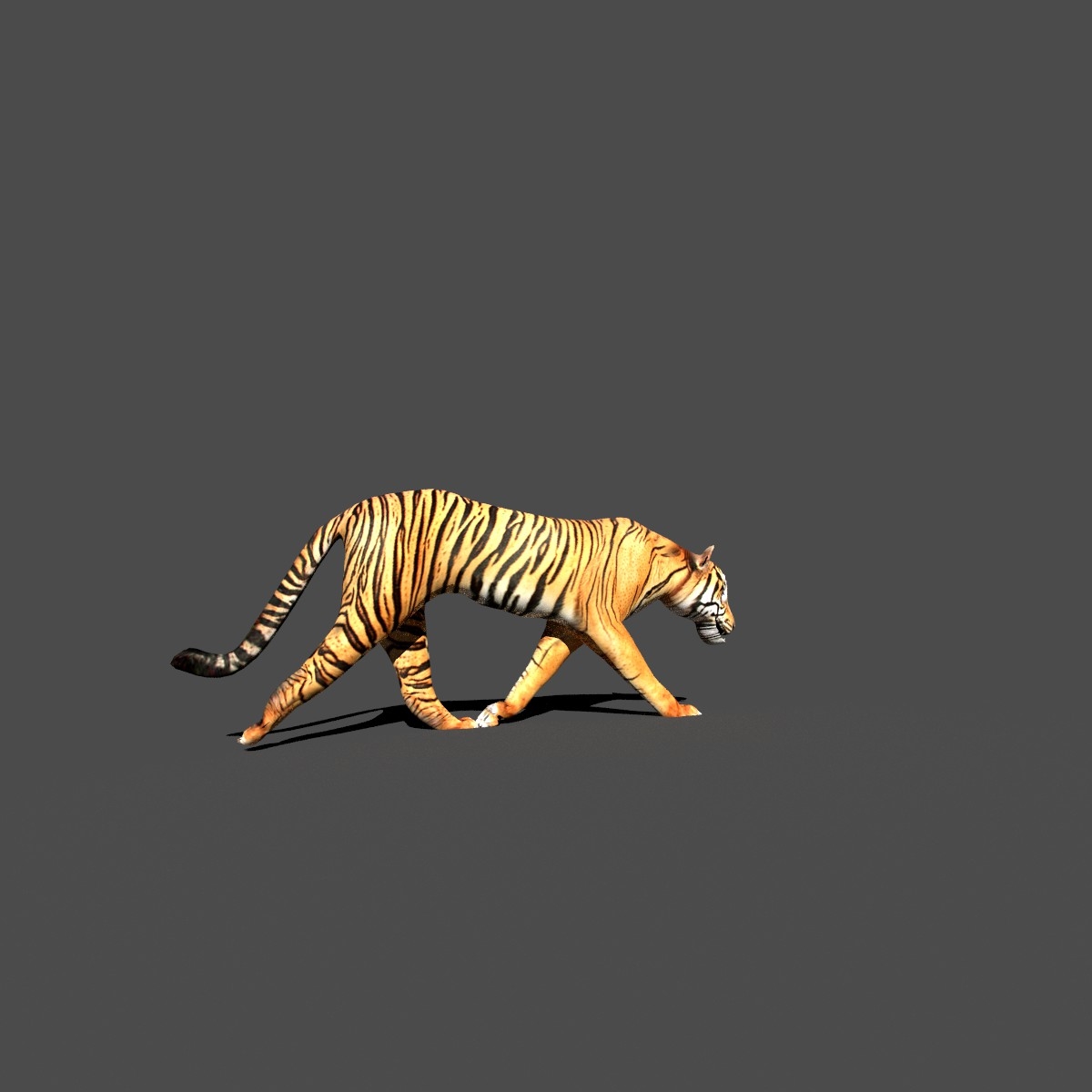 blender tiger