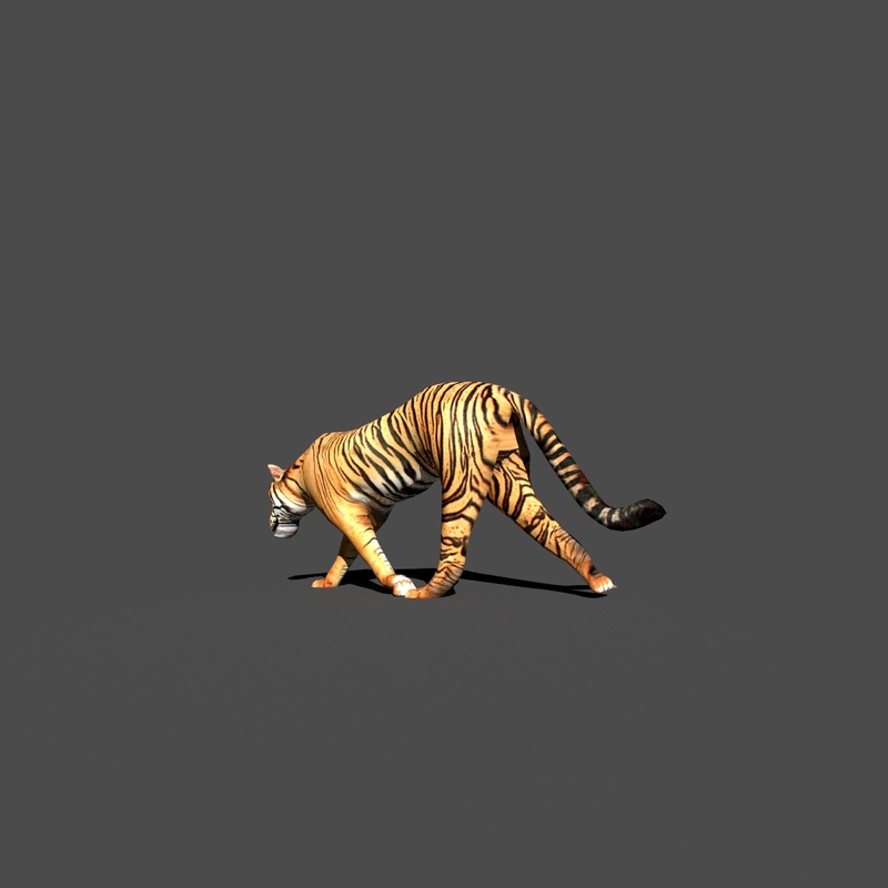 blender tiger