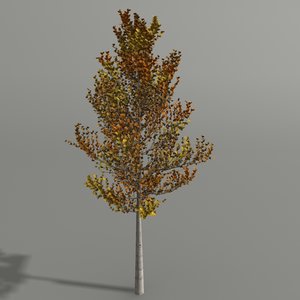3d model birch autumn