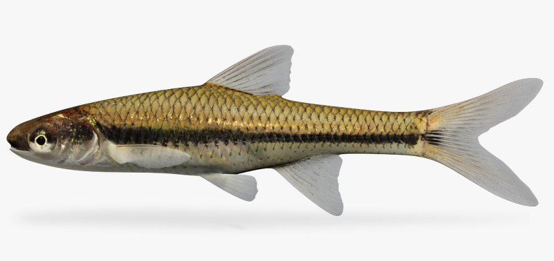 opsopoeodus emiliae pugnose minnow 3d model