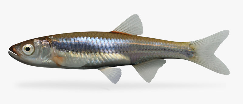 3d notropis rubellus rosyface shiner