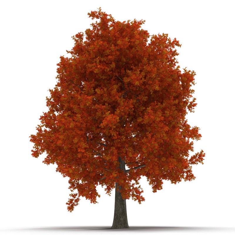 red oak tree autumn 3d model