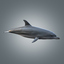 3d model of realistic dolphin
