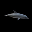3d model of realistic dolphin