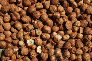 Nut_Texture_0003