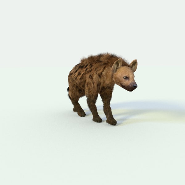 3d hyena animation