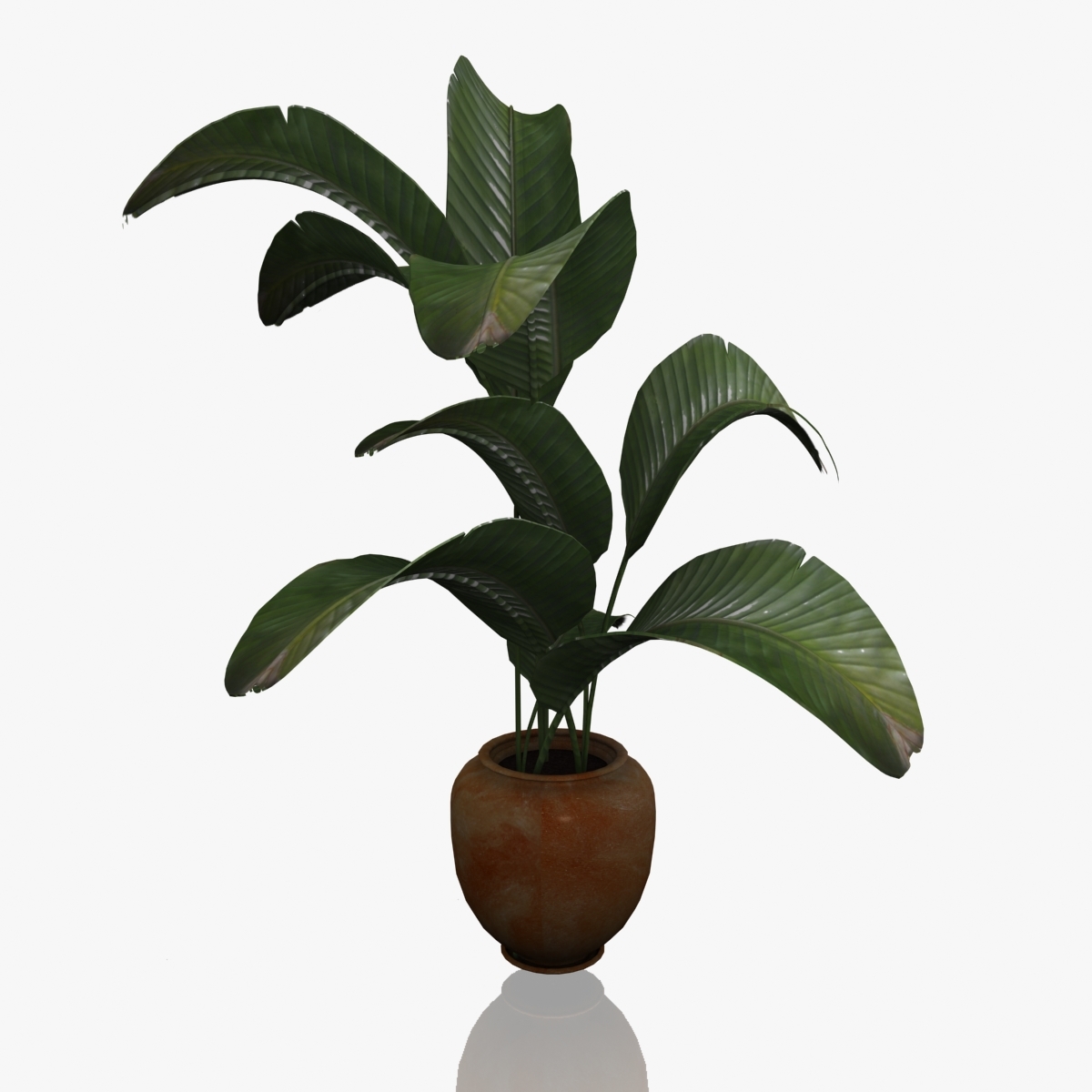 banana house plant 3d max