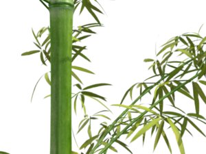 3ds max bamboo plants