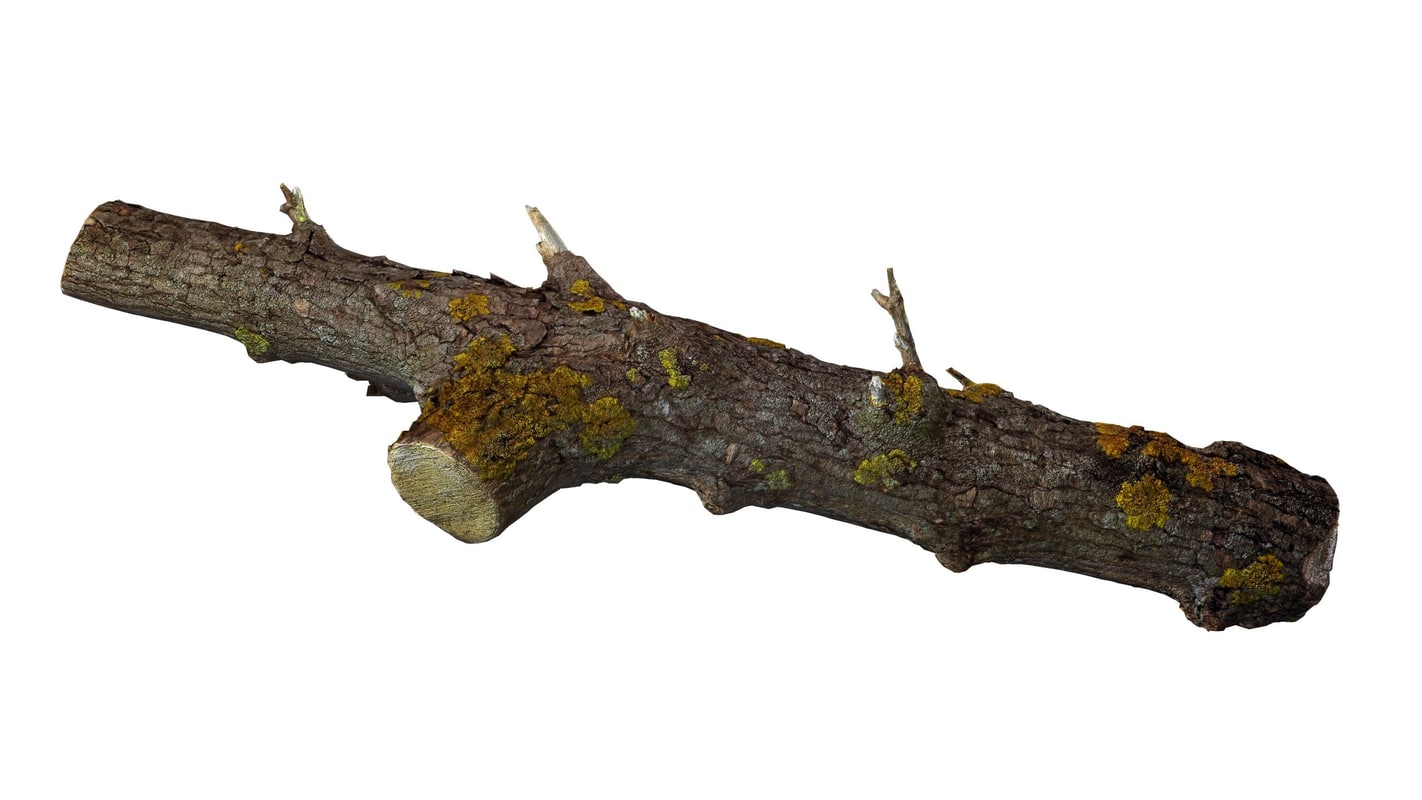 branch-rotten-wood-3ds