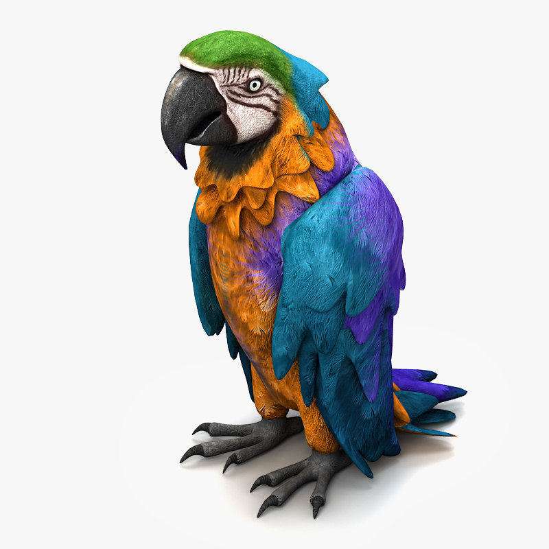 parrot species 3d model