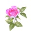 rose pink v2 02 3ds