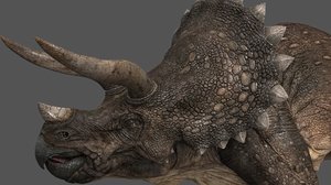 maya triceratops