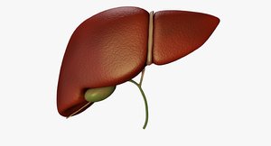 liver bile duct medically 3d model