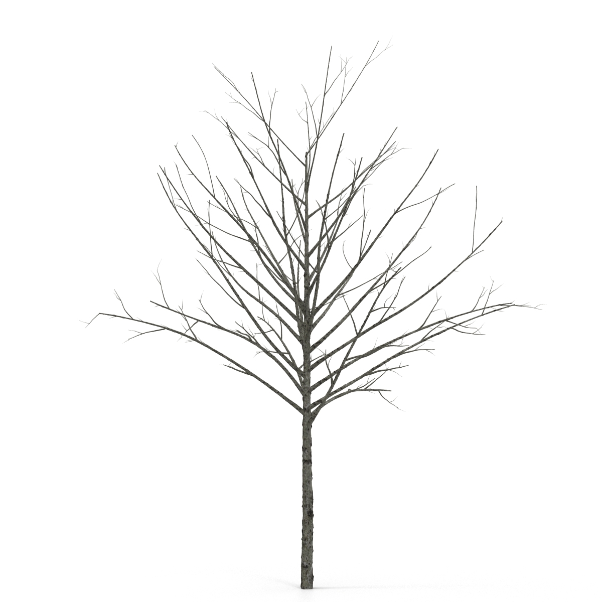 3d model winter red maple trees