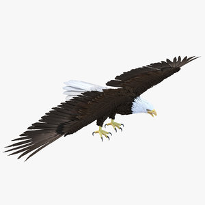 max bald eagle