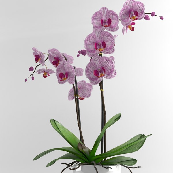 3d model orchid