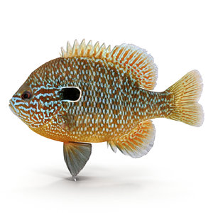 longear sunfish fish x