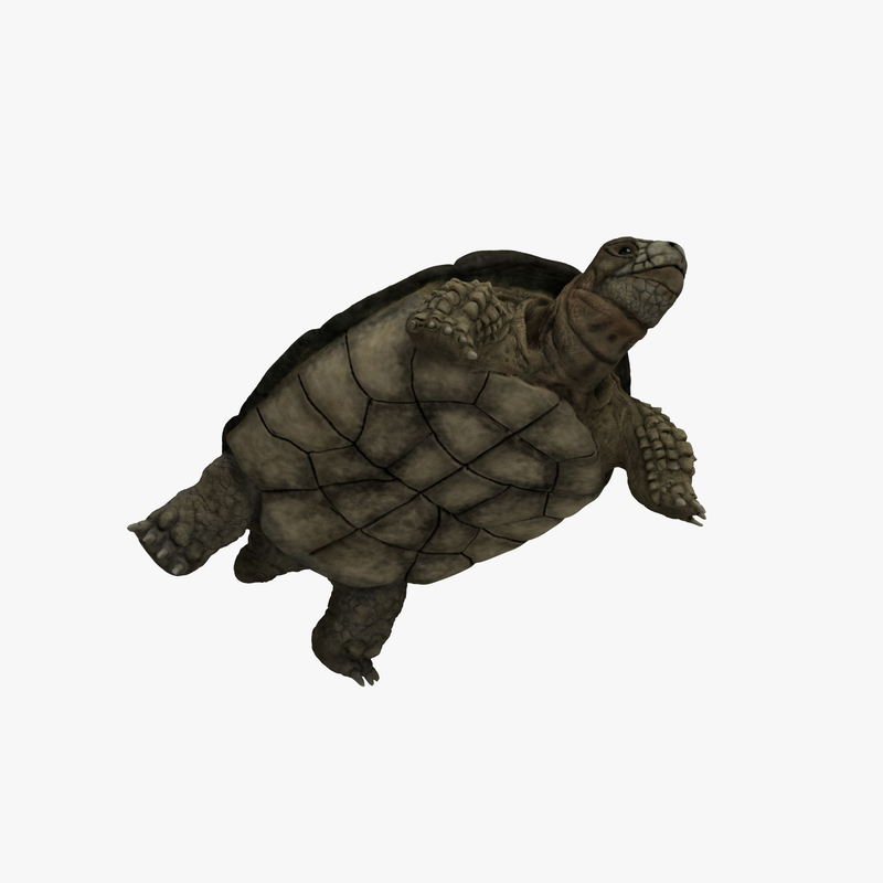 3d model turtle