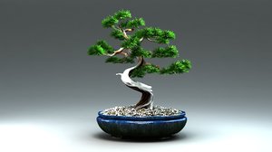 bonsai max