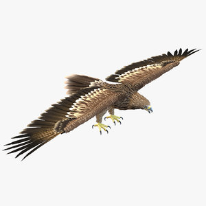3d imperial eagle model