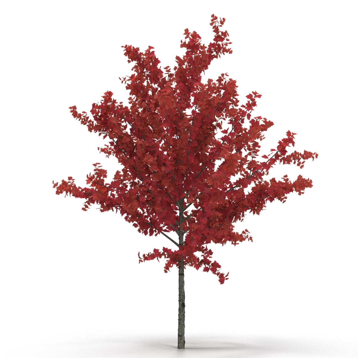 3d autumn red maple trees