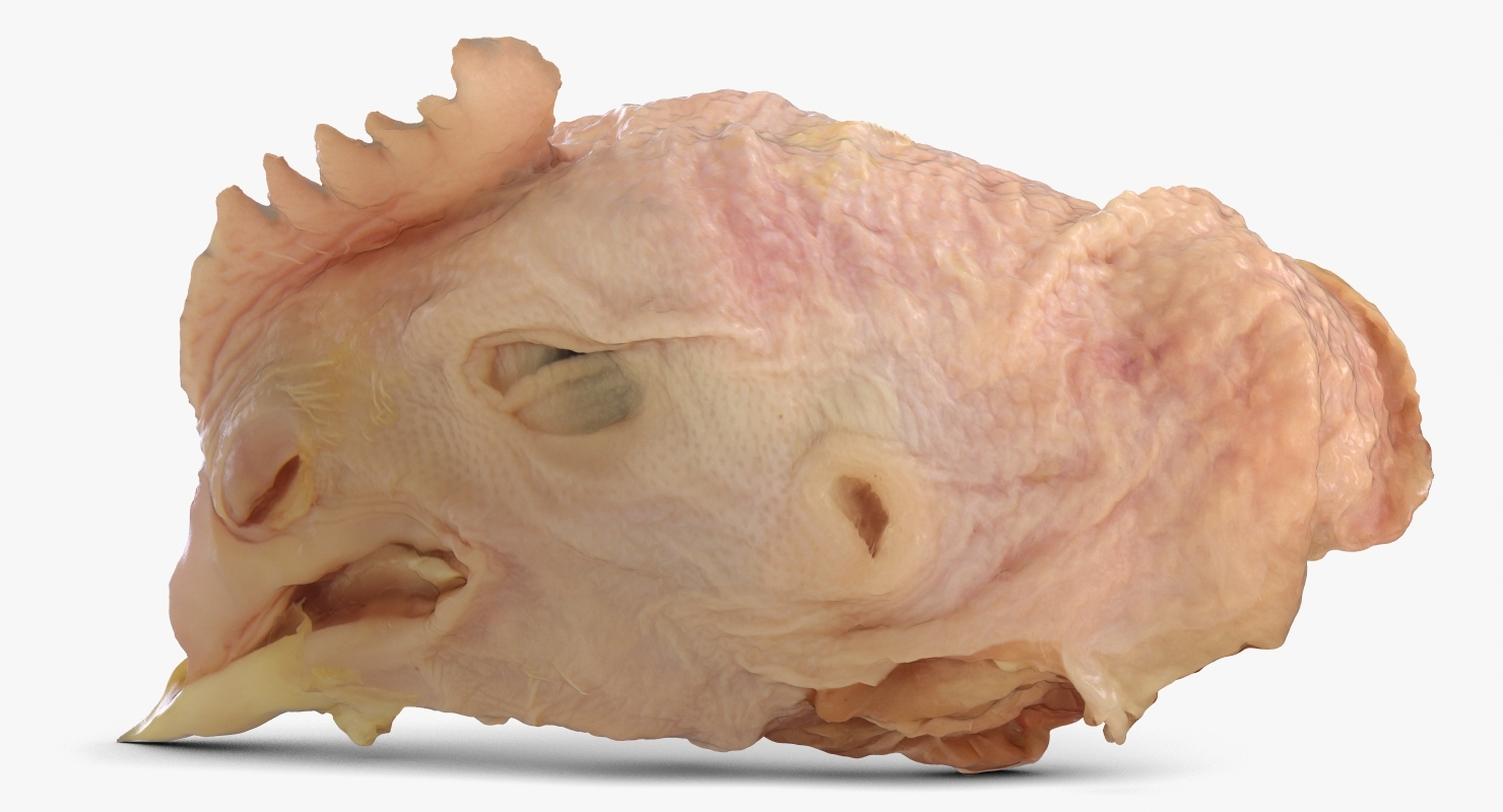 dead-chicken-head-3d-max