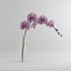 max orchid moth glass