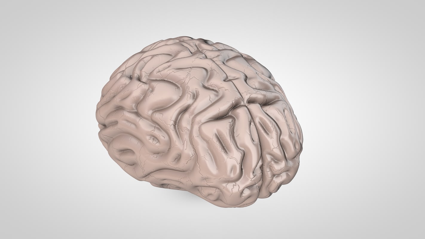 3d Model Brain 3d Model Brain