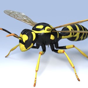 wasp animal 3d model