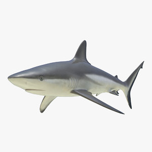 grey reef shark 3d 3ds