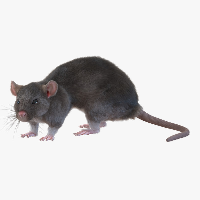 rat pose 5 3d model