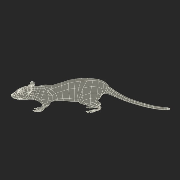 3d model of rat fur