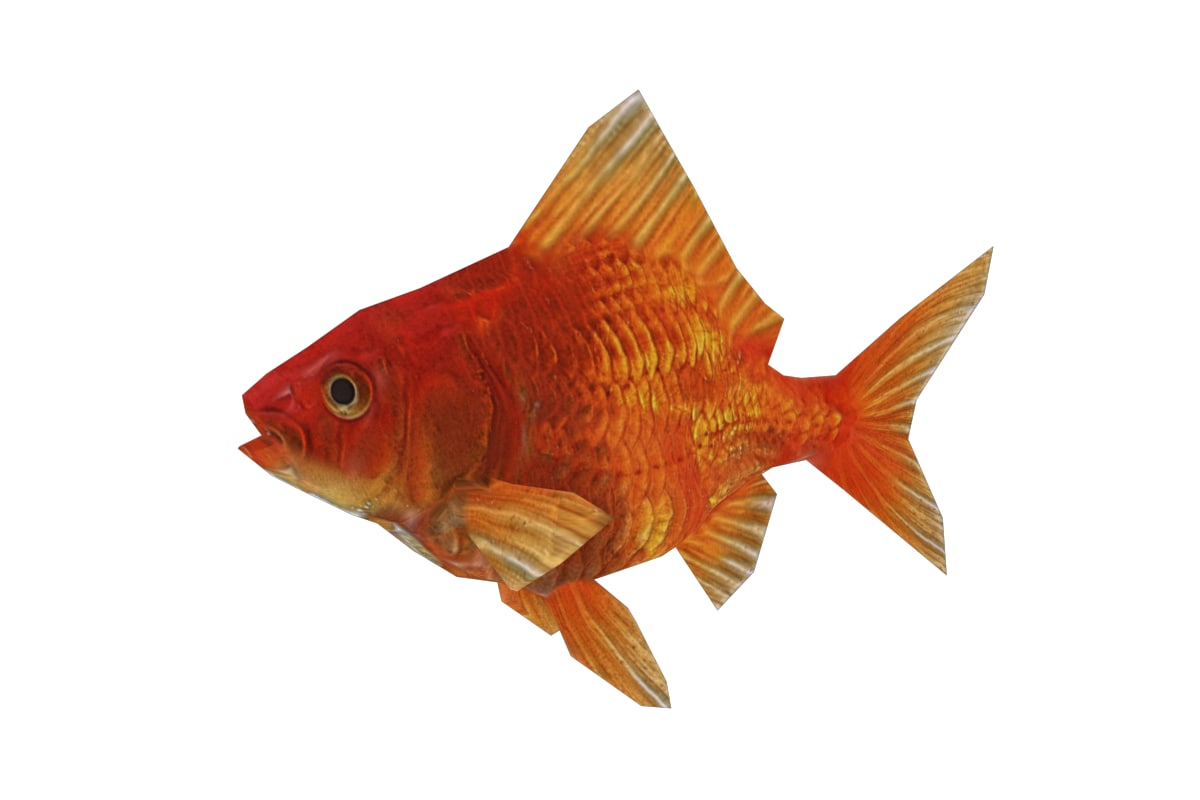 Goldenfish Fish 3d Model Goldenfish Fish 3d Model