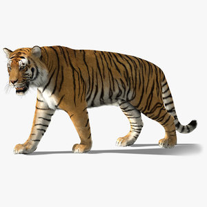 3d model tiger fur