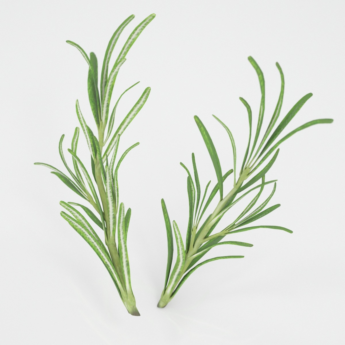 3d rosemary leaves modeled model