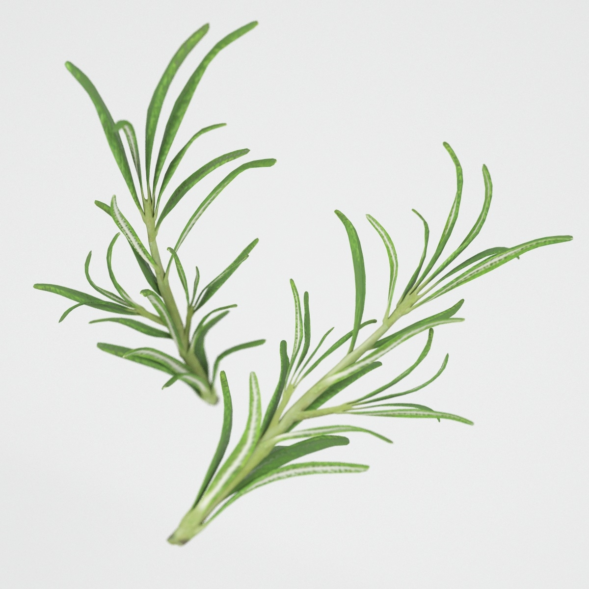 3d rosemary leaves modeled model