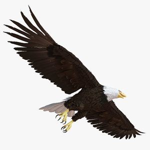 bald eagle pose 7 3d model