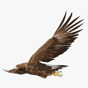 3d golden eagle pose 3 model