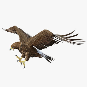 3d golden eagle pose 6 model