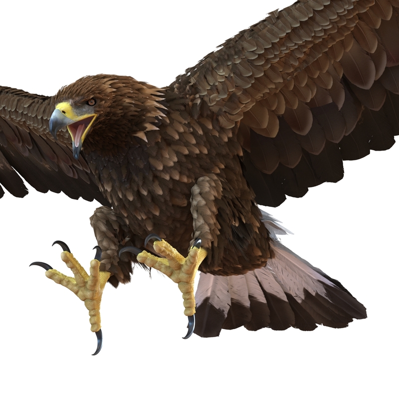 3d golden eagle pose 6 model