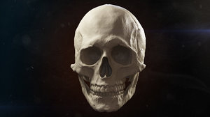 3d skull