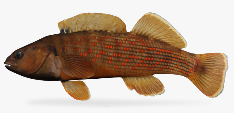 3d Model Etheostoma Camurum Bluebreast Darter