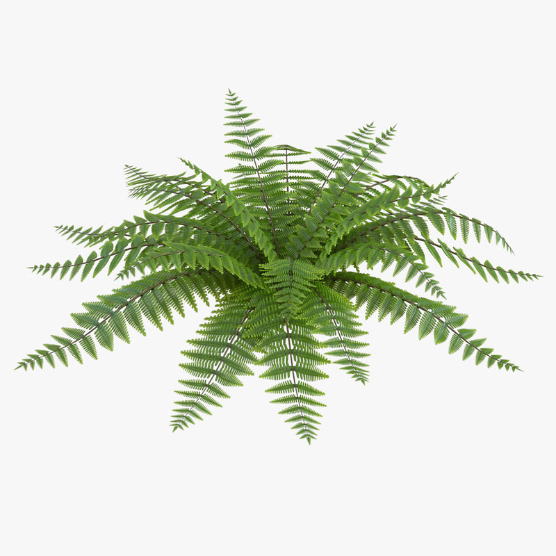  fern  realistic 3d  model 