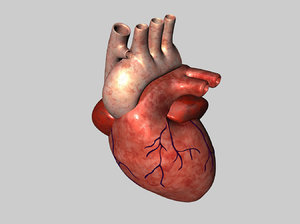 human heart c4d