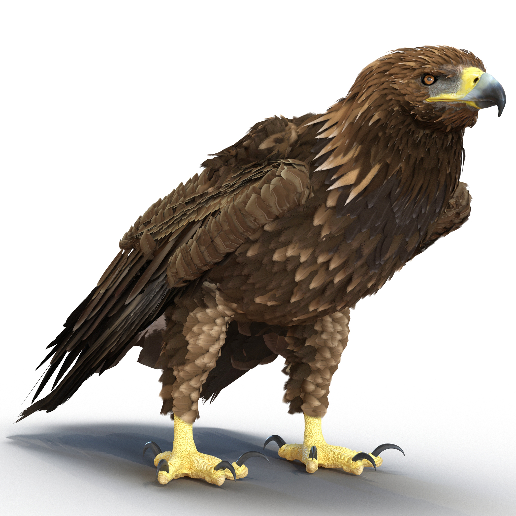 golden eagle pose 5 3d model