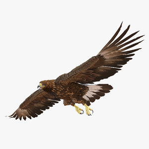 3d golden eagle pose 7 model