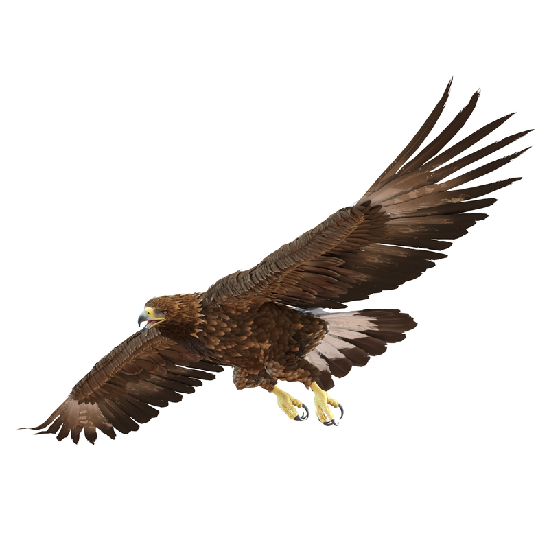 3d golden eagle pose 7 model